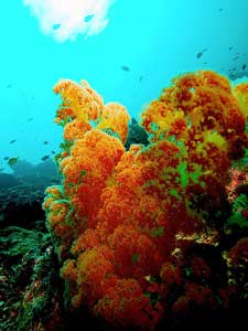 Sipadan Island corals